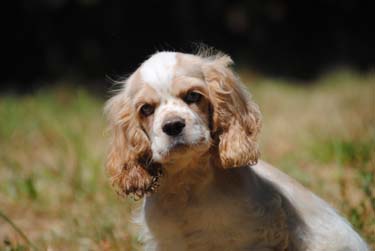 cocker spaniel puppies oregon cocker puppy pet 
for sale dog cocker spaniel  puppies
  puppy pet for sale dog cocker  for sale
 in oregon 
 oregon puppy pet for sale dog teacup cocker for sale in oregon , 
puppies/dogs 4 sale from Oregon breeder.cockers etc. oregon ,and for sale, 
Oregon cocker spaniel breeder,Oregon dog Breeder   